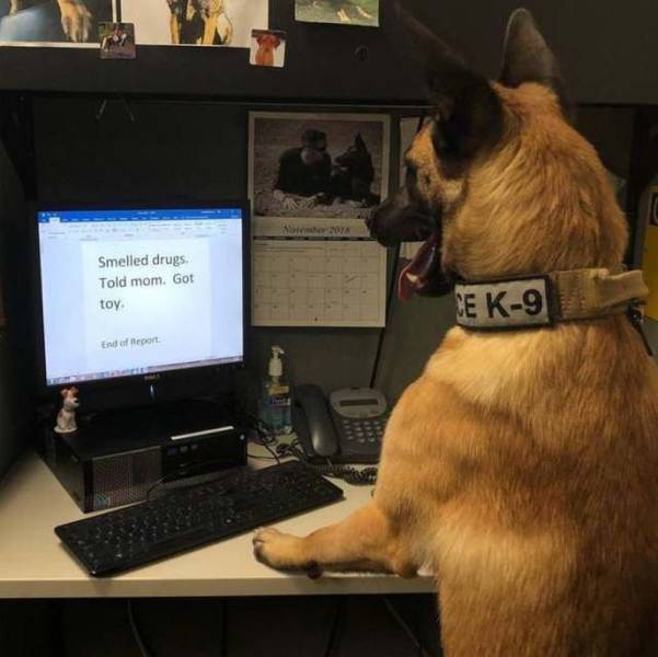 Police dogs are also required ... - Dog, bloodhound, Report