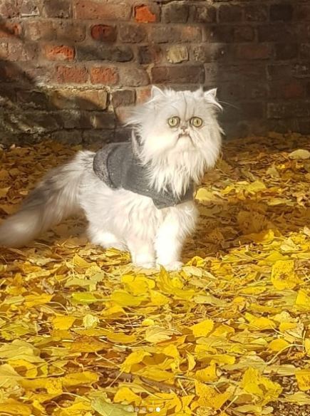 When I realized that autumn is almost over - cat, Longpost, November, Horror