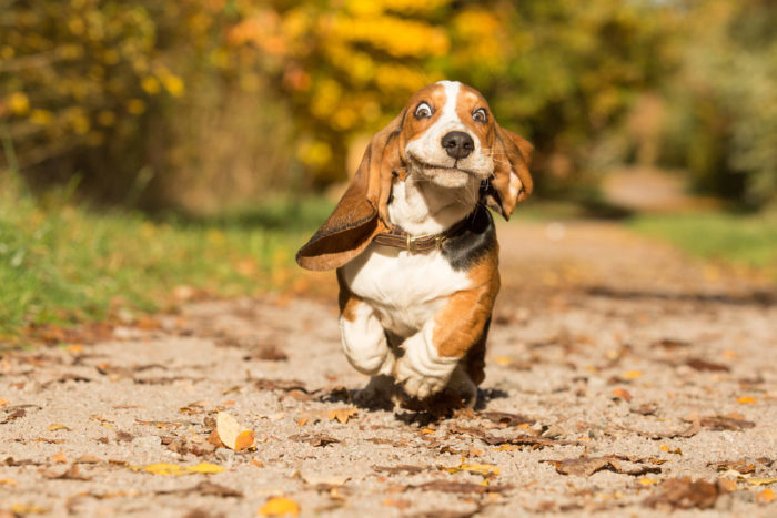 Morning running - Dog, The photo, Basset Hound, Milota