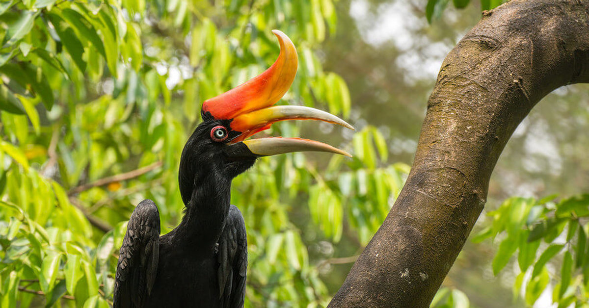 Tropical bird. Двурогий калао. Птица-носорог калао. Сулавесский калао. Калао птица.