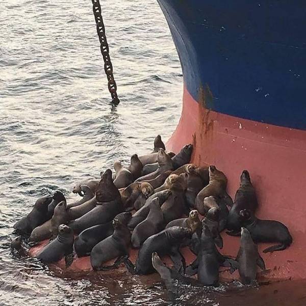 Place to rest - Seal, Ship, Relaxation, Found a place