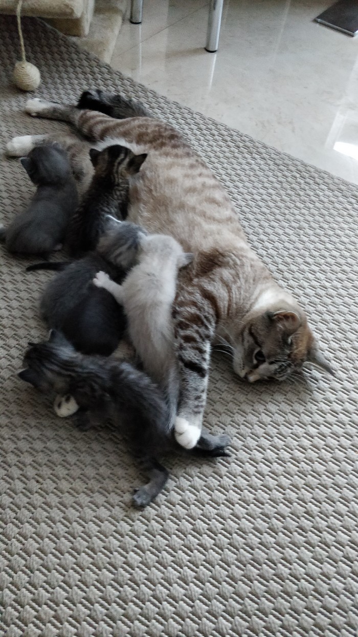 Single mother - My, Kittens, cat, Milota, Pets