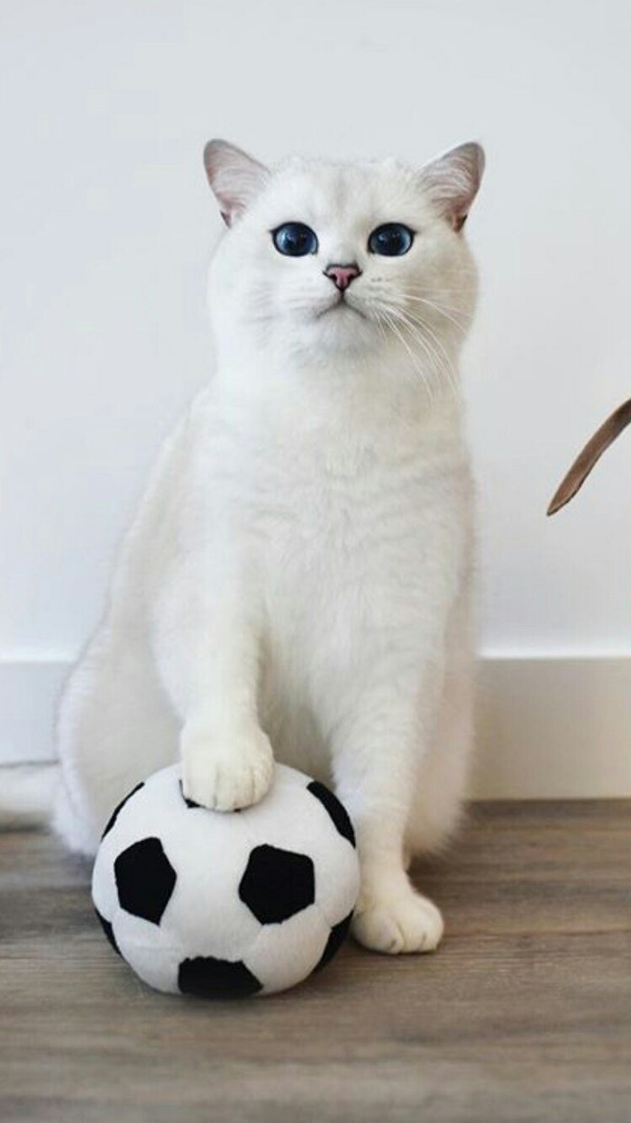 Will you join the team? - cat, Soccer ball, Images, Catomafia