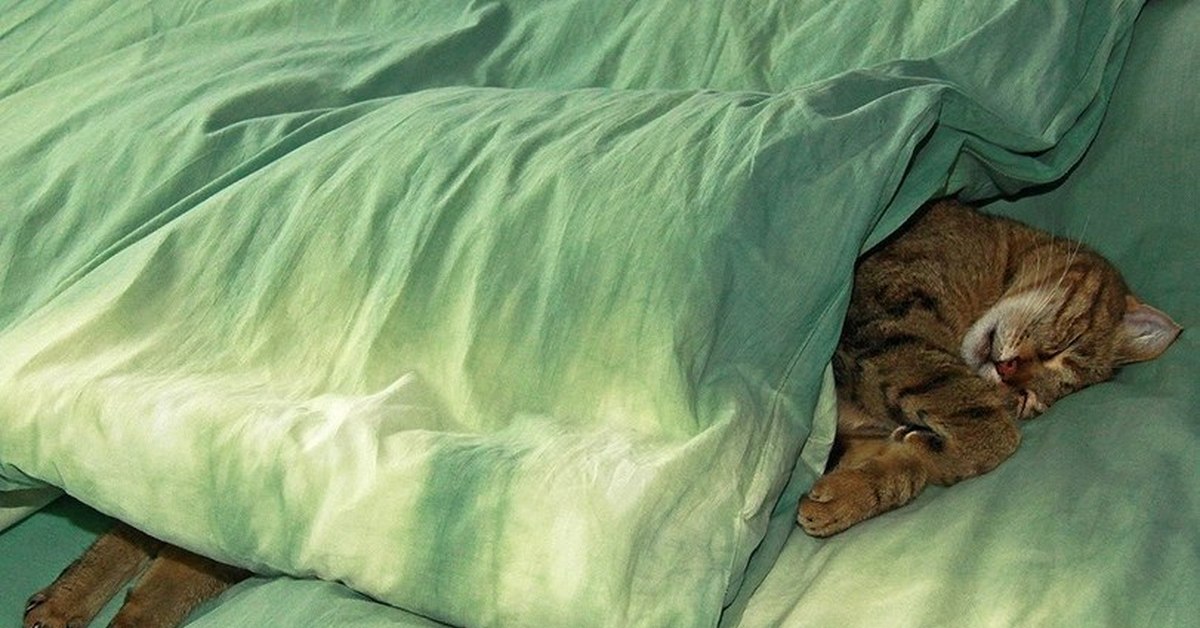 Выгнать кошку во сне. Позы сна кошек. Дрыходные фото. Котики обнимаются. Котики спят вместе.