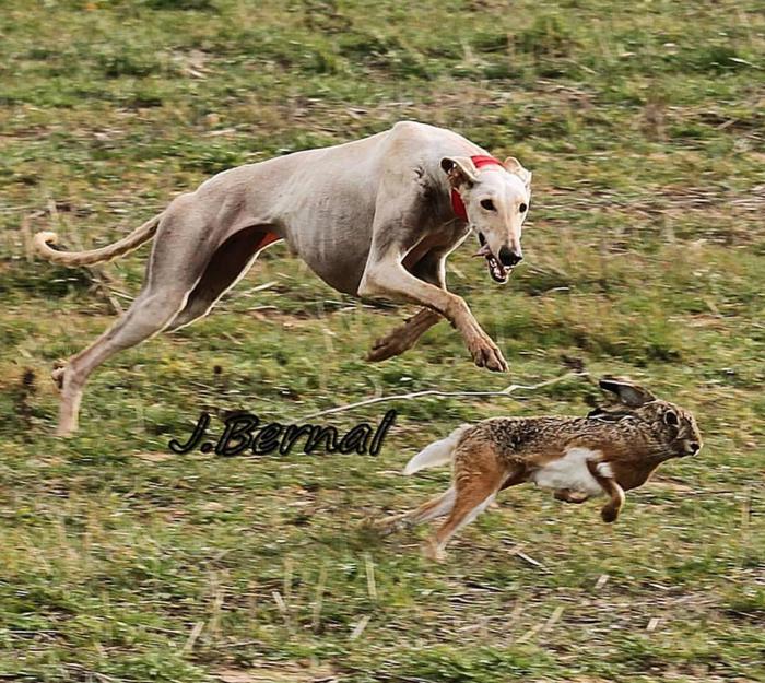 Hello, zaya! - Dog, Greyhound, , Hare, Hunting, , beauty, The photo