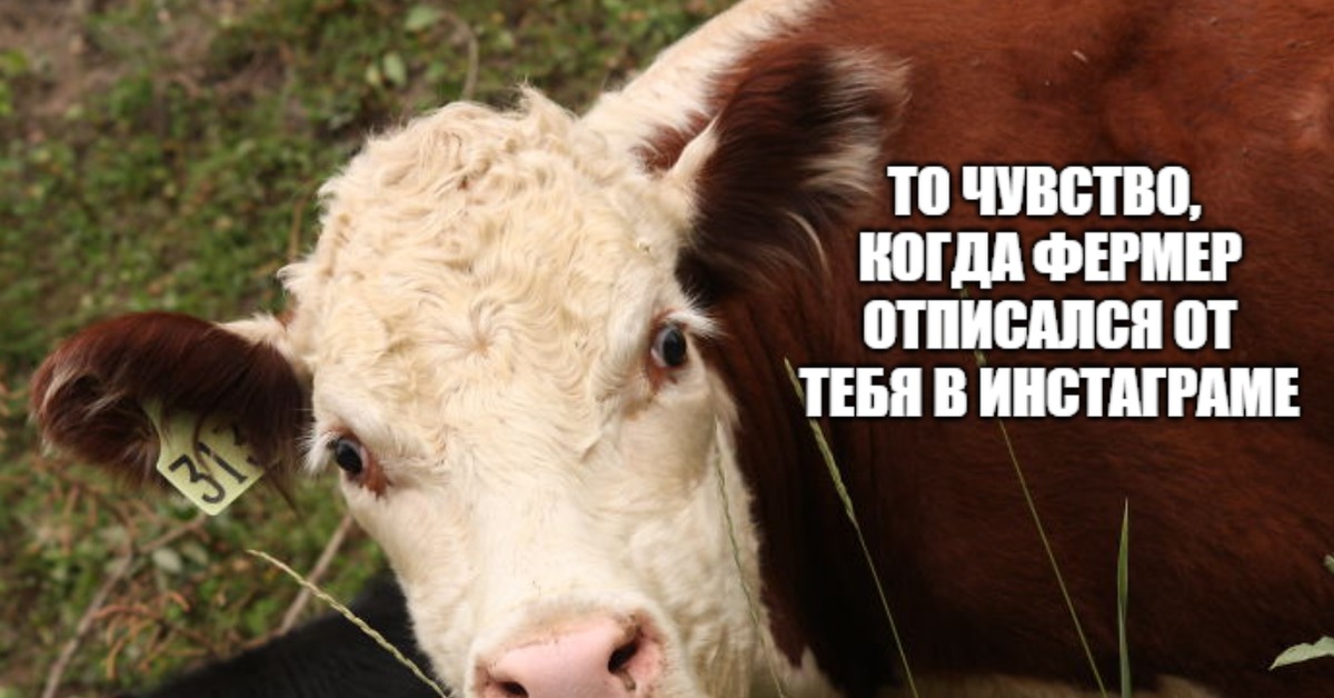Корова сивая
