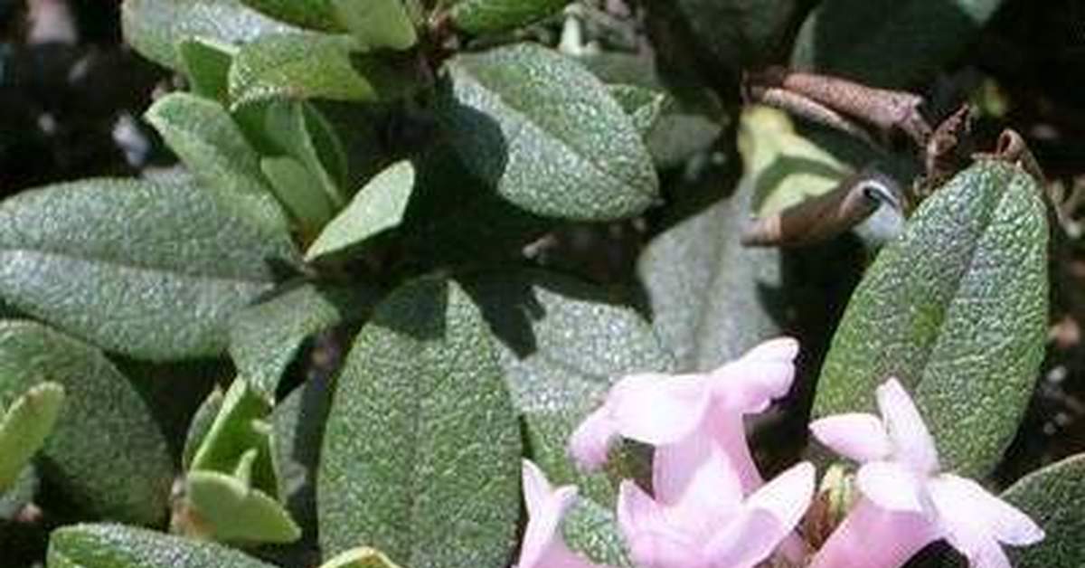 Саган-дайля - волшебная трава | Пикабу