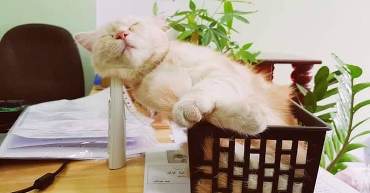Кошка бухгалтер. Кот бухгалтер. Офисный котик. Беззаботный кот. Кот в коробке.