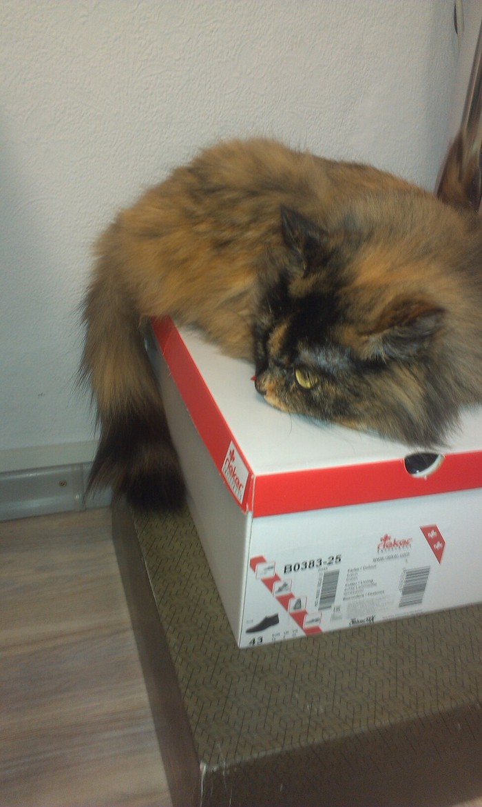 When you couldn't open the box and you're contemplating a plan for revenge) - My, cat, Box, Anger