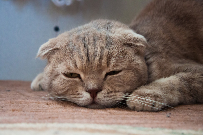 A little fluffy laziness - My, cat, 