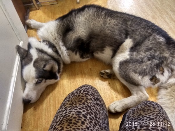 Husky male found! - My, Lost, Volgograd, Husky, No rating, Longpost, Dog, Help, Helping animals