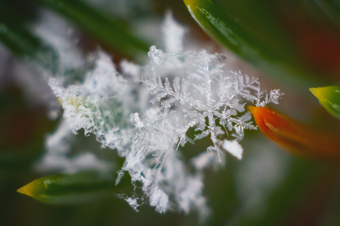 Snowflakes - macro - My, Nikon d5300, Snowflake, Tutaev, Macro, The photo, Macro photography