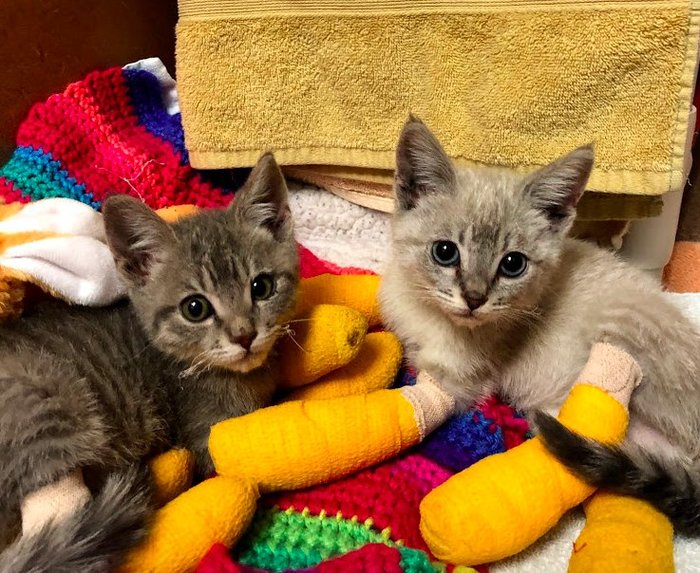 Four-legged fire victims - California, Fire, , Longpost, cat