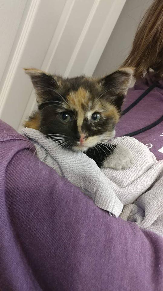 Four-legged fire victims - California, Fire, , Longpost, cat