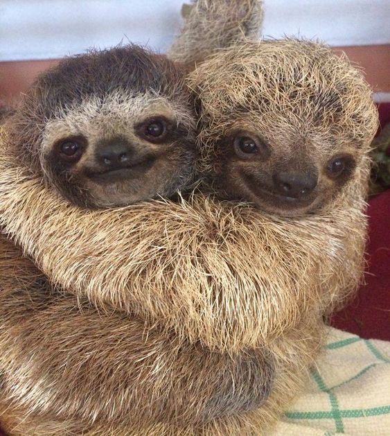 Hugs - The photo, Hugs, Sloth, Milota