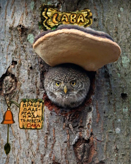 I could not resist and added a couple of elements to this owl in a cap - Owl, Tree, Cap, Nodule, Birds, Winnie the Pooh and All-All-All