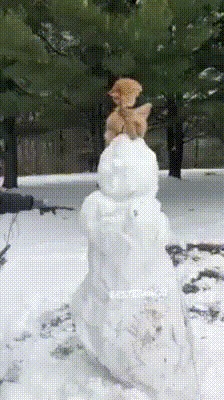 Наблюдатель