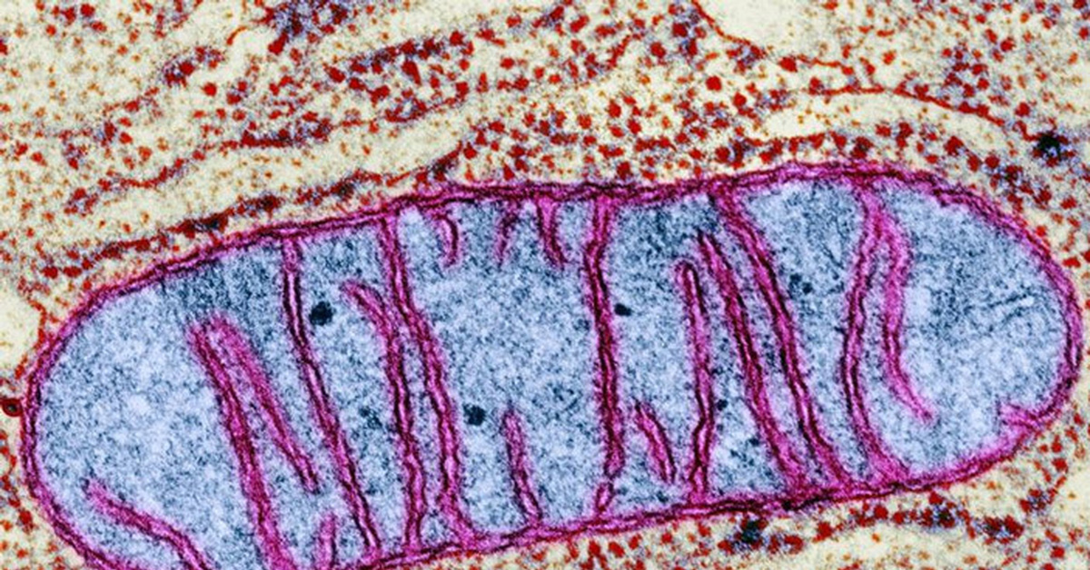 Фото митохондрии под микроскопом