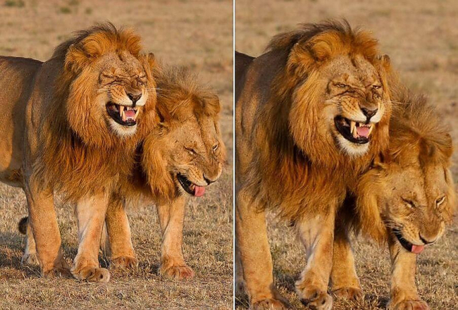 Tourist meets two 'laughing' lions - Nature, a lion, Laugh, Humor