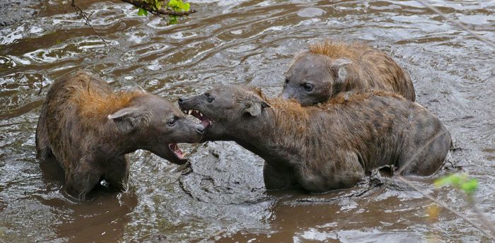 Like humans, spotted hyenas have presidents who win thanks to the support of their majority. - Spotted Hyena, Social status, Social behaviour, Animal behavior