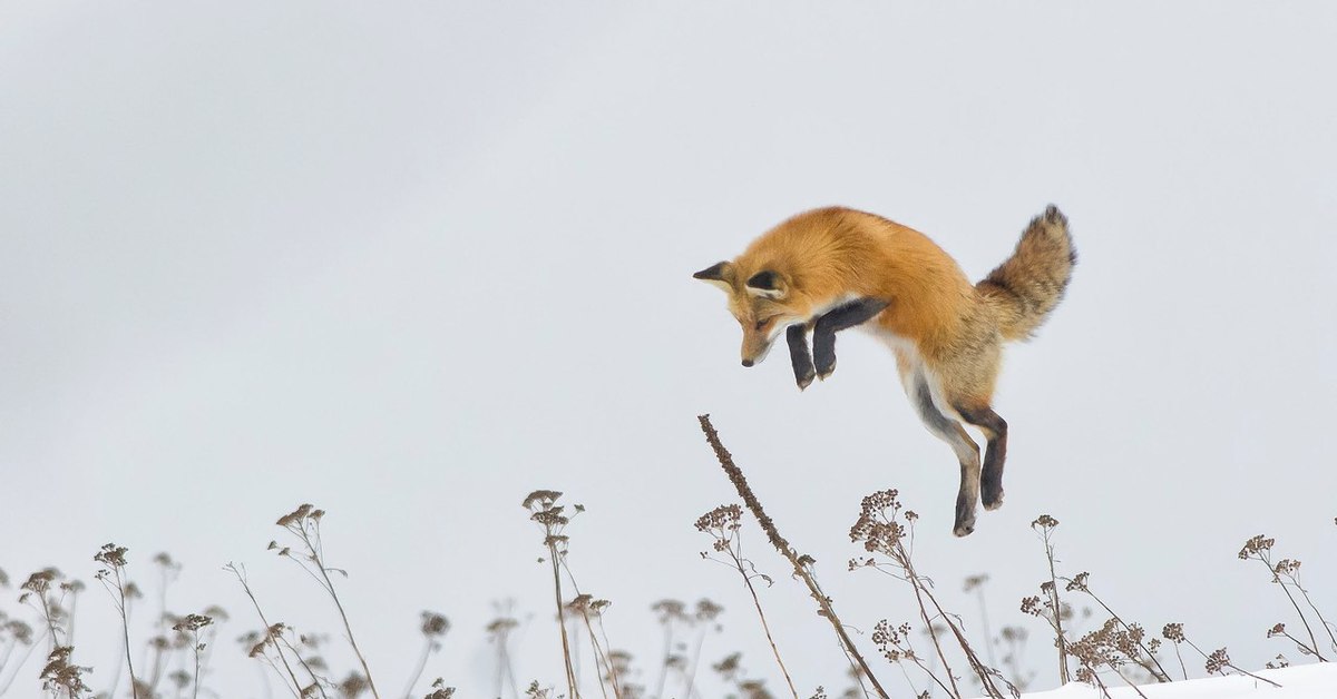 Лисица охотится. Лиса в прыжке. Лиса охотится. Лиса в снегу.