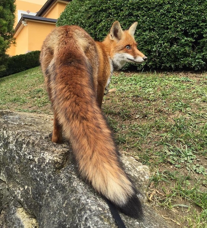 His tail ^.^ - Fox, Tail, Chic, Animals, The photo