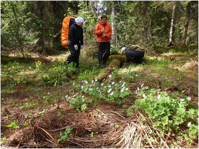 One May weekend on Mount Oslyanka (May 2016) - My, Hike, Tourism, Oslyanka, Middle Ural, Ural mountains, , Longpost