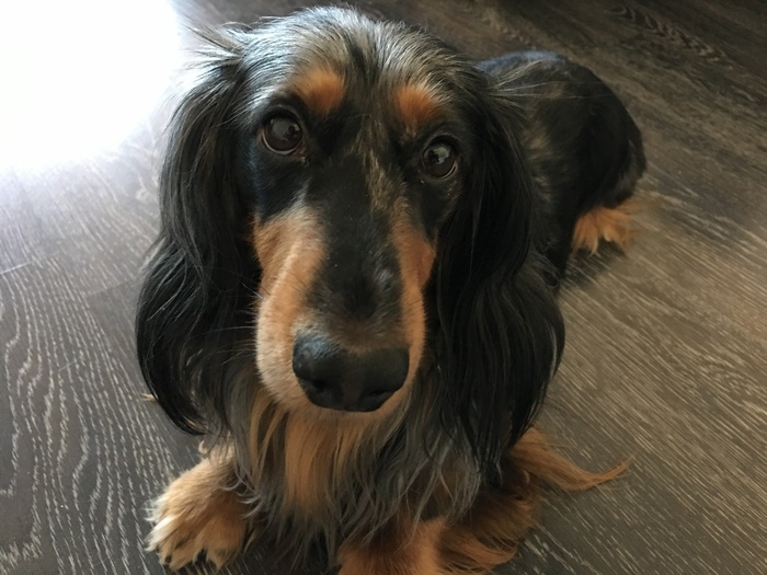 My dachshund Snoop) - My, Dachshund, Dog