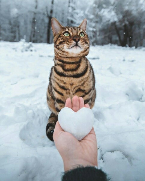 Happy pet day! - cat, Snow, Catomafia, Longpost