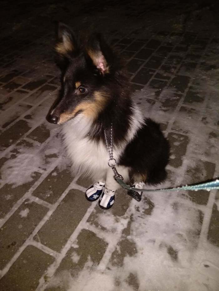 Друг человеков (ко дню домашних животных)