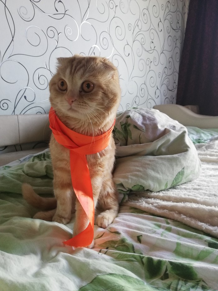 In part of the day pets)! - My, Animals, cat, Ribbon, Outfit