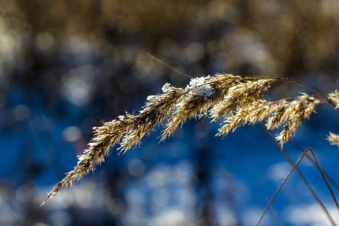 Тростник | Пикабу