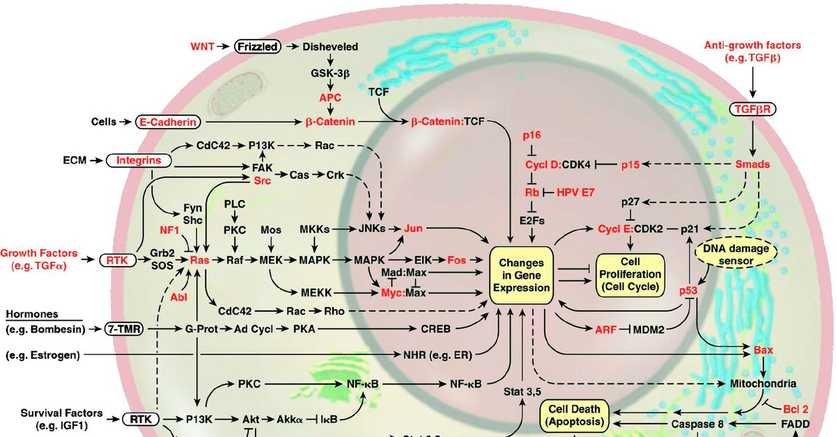 Молекулярный путь. Cancer Pathways. Бомбезин функции. Pathway in Cancer. Бомбезин-позитивные клетки.