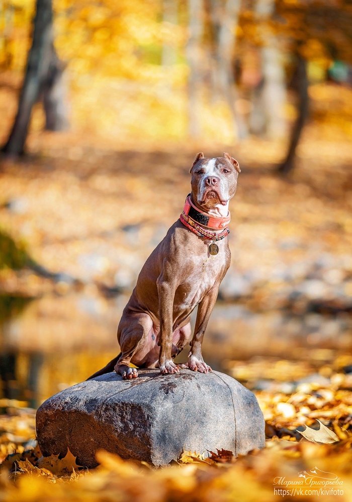 Happy Pet Day! - My, Dog, Best friend, Pet, Pitbull, American Pit Bull Terrier, The photo, Pets