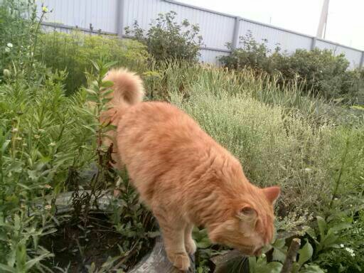 For pet day. - My, Redheads, Fluffy, Siberian cat, Longpost