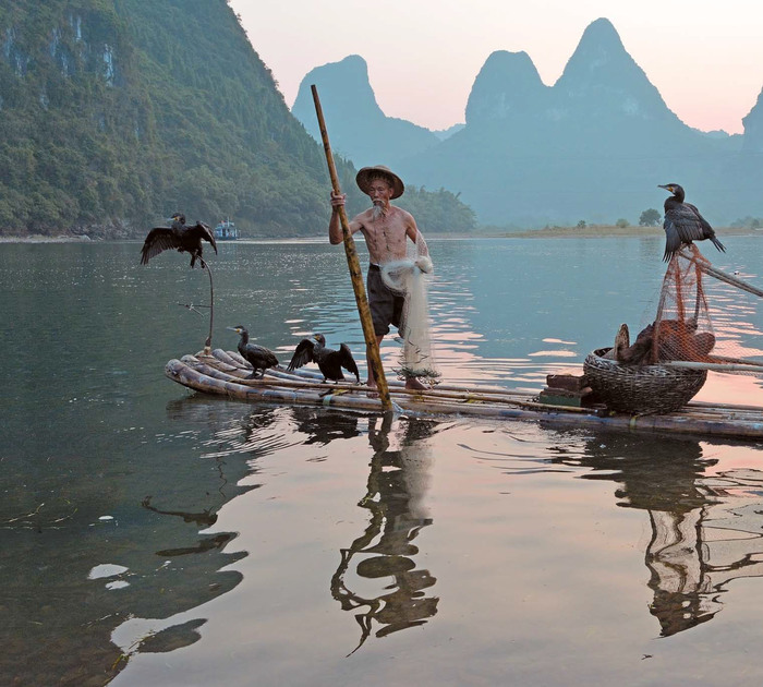 Preparing young cormorants for fishing in China - The science, Biology, Ornithology, Cormorants, Copy-paste, Elementy ru, Video, Longpost, Taming, Training