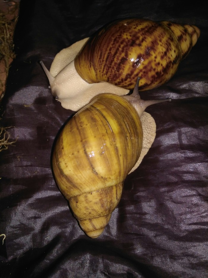 Pets are different ... Here are my giants! - My, Snail, Pets, Clam