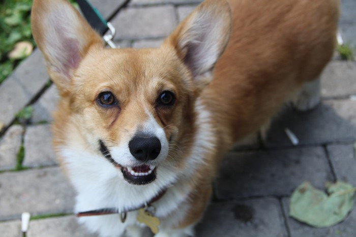 Happy Pet Day! - My, Corgi, Pet day, Family member, Dog