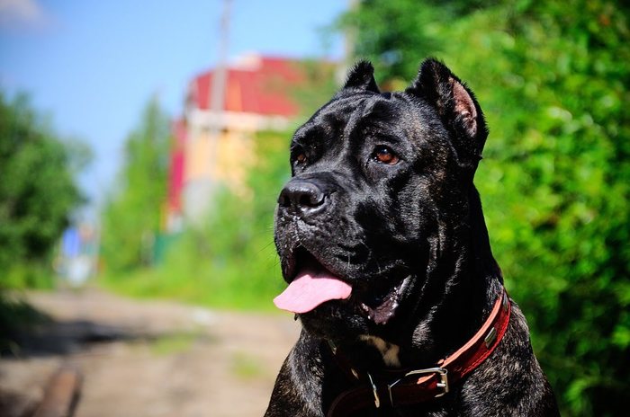 Our nanny - My, Dog, Longpost, Cane Corso, Nanny