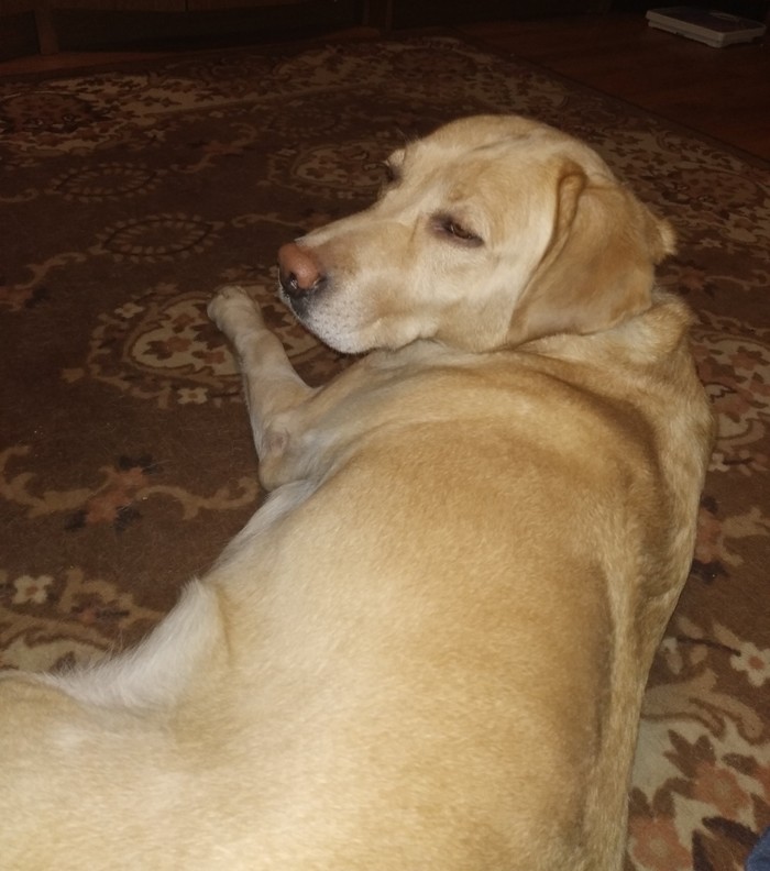 Master, be a man, let me sleep. - My, Labrador, Sonya, Longpost