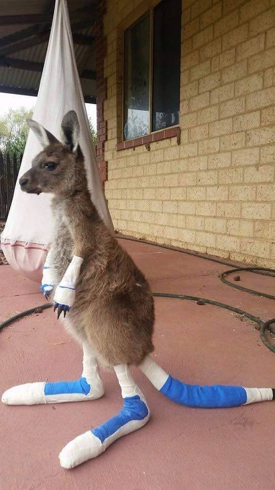 Survivor of the fires in the southwest of Australia - The photo, Kangaroo, Australia, Forest fires, Reddit