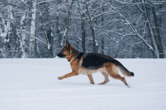 German Shepherd. - My, Dog, German Shepherd, Winter, The photo