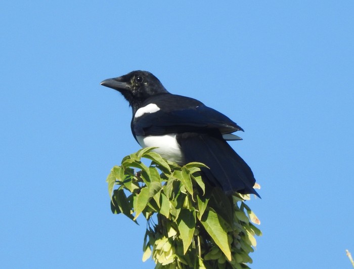 Magpie - My, Magpie, Resentment, Longpost