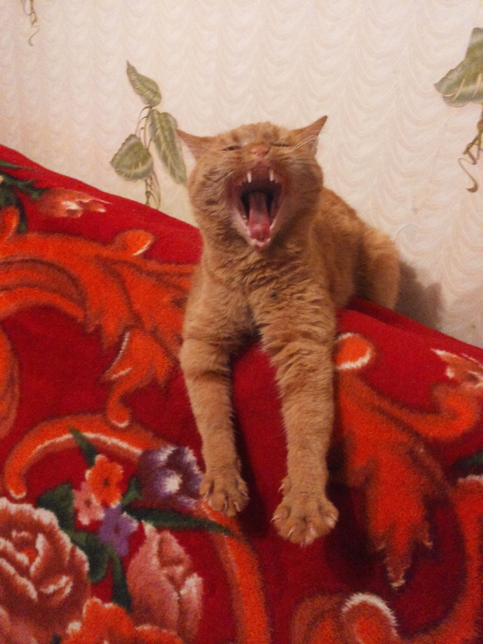 Zeva-A-A-A-yu! )) - My, cat, Redheads, Yawn