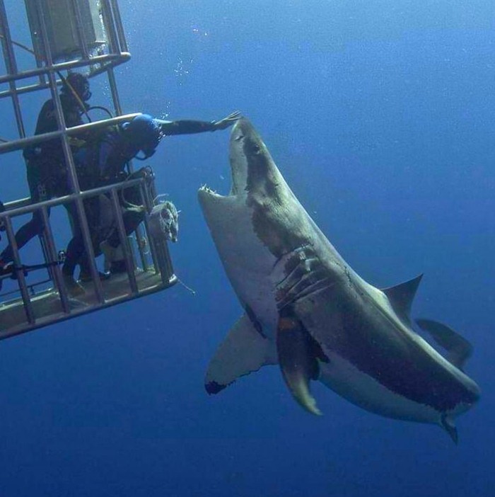 Say, ah.. - The photo, Shark, Underwater world