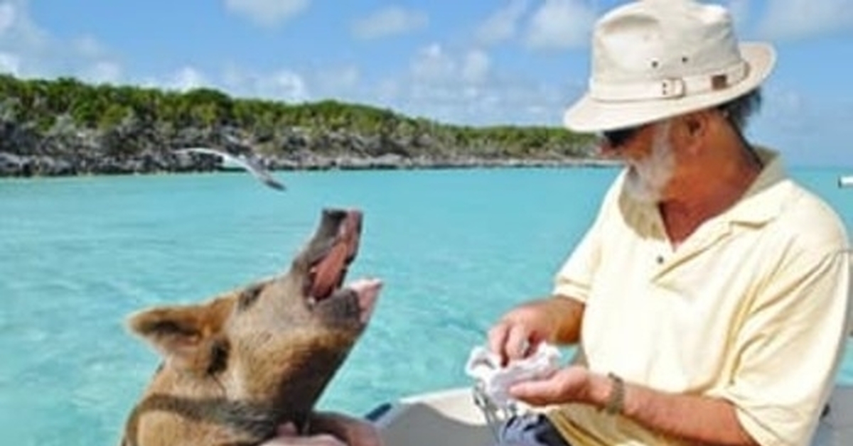 Как называют в настоящее время болезнь путешественников. Свиньи на Багамах. Багамы остров со свинками. Свинка на море. Остров свиней на Багамах.