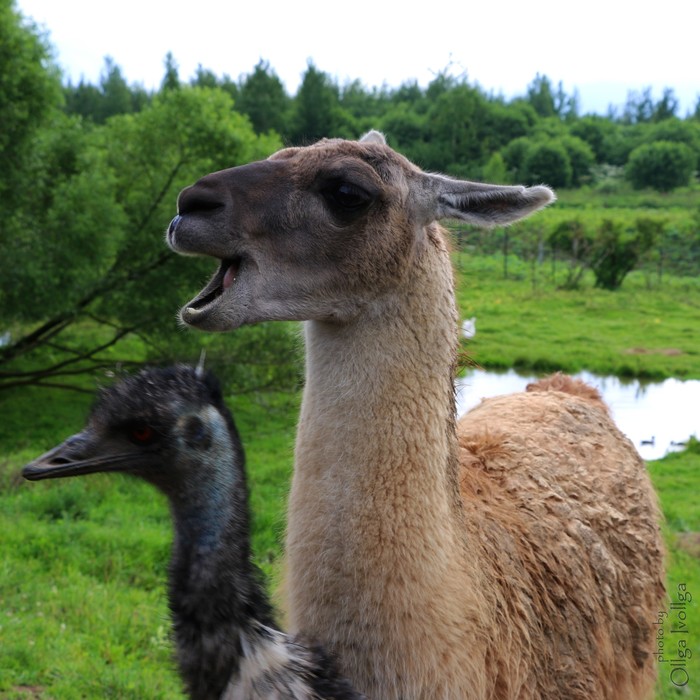 There will always be a friend who will ruin a photo - My, The photo, Guanaco, Llama, Ostrich, Emu, Animals