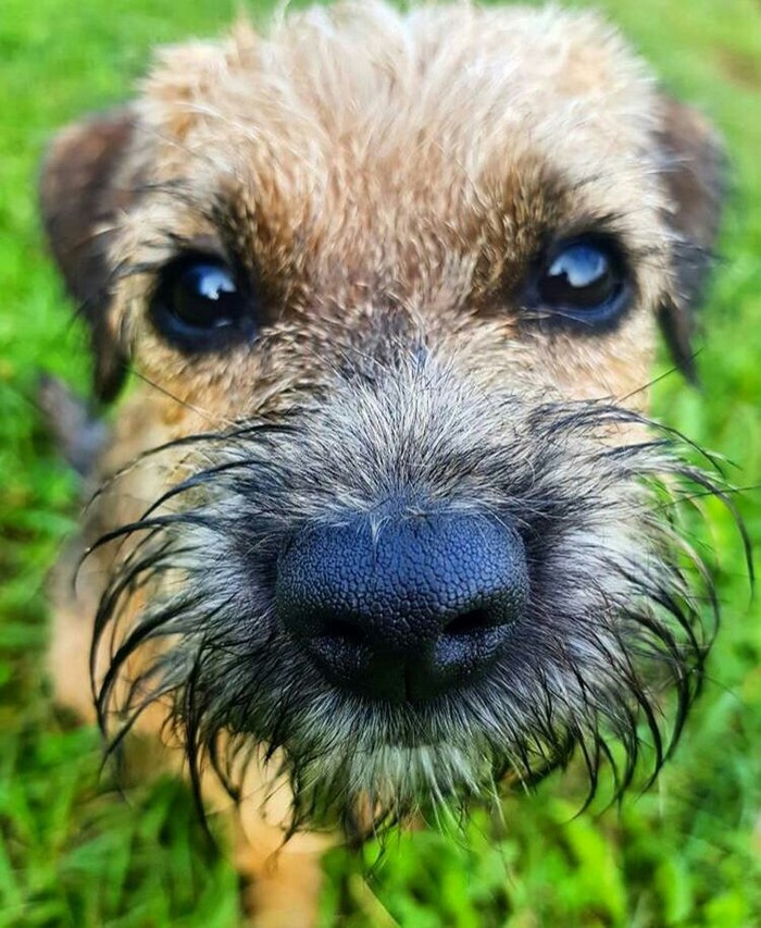 My dog - Dog, Macro, Nose, Border Terrier, Puppies, The photo, Macro photography