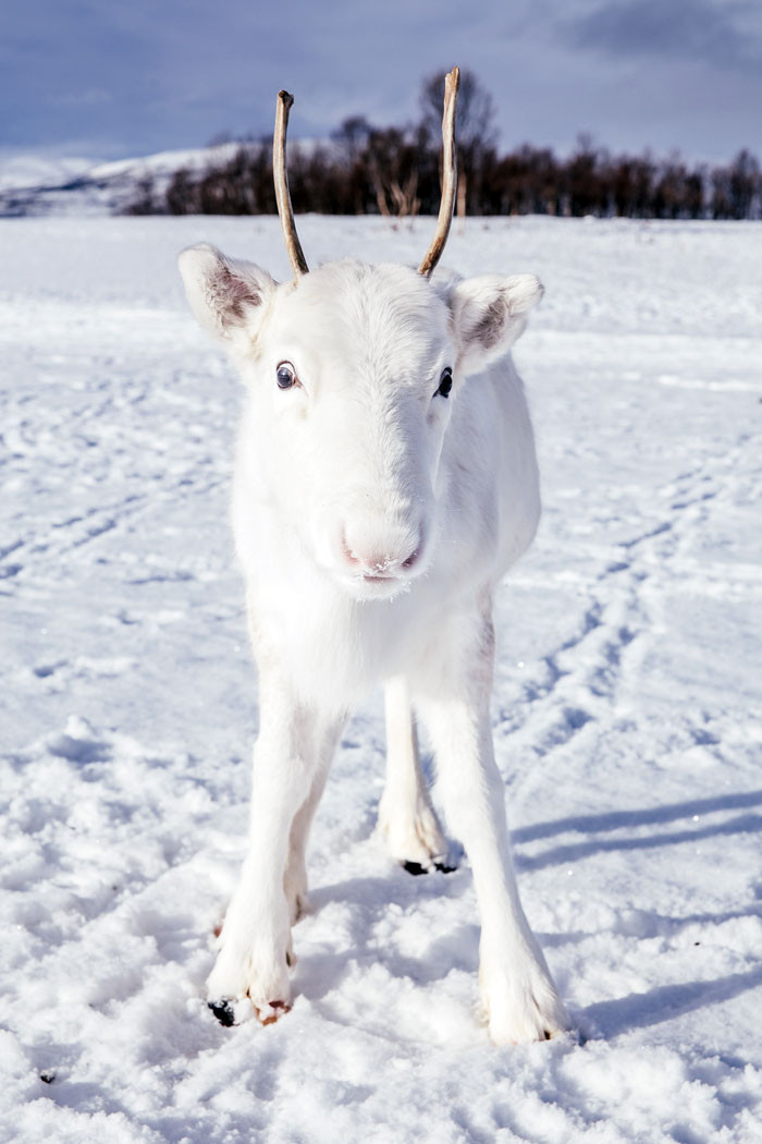 Very rare white deer in Norway - Animals, Deer, The photo, Longpost, Deer