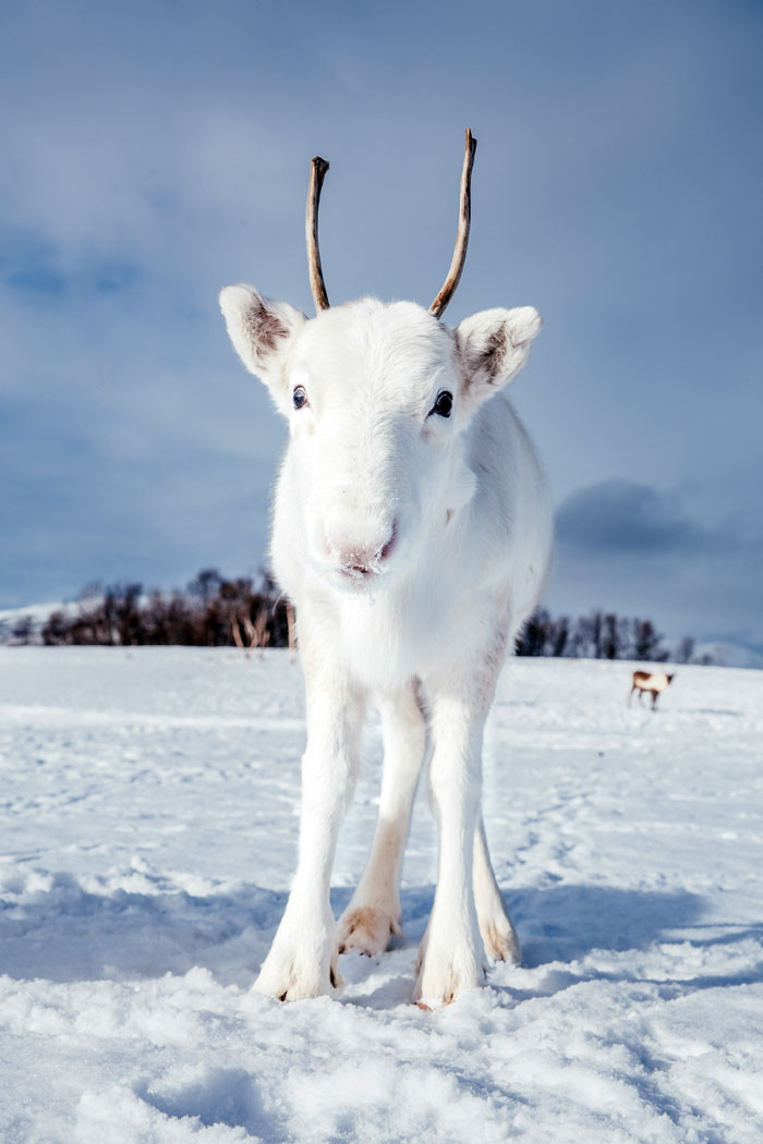 Very rare white deer in Norway - Animals, Deer, The photo, Longpost, Deer